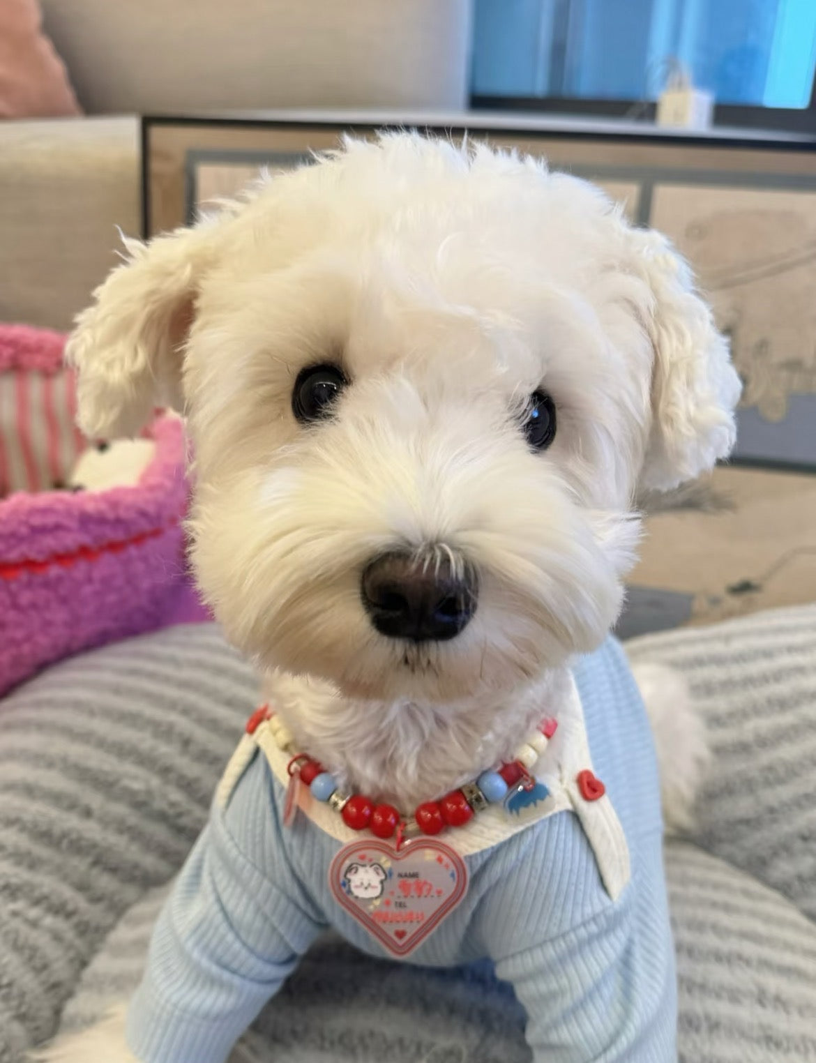 PawsCube - π"Custom Pet ID Necklace - City Series"